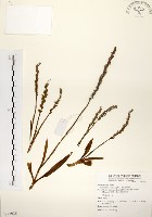 藏品(綬草)的圖片