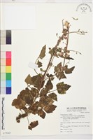 藏品(毛茛葉鐵線蓮)的圖片