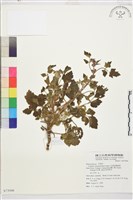 藏品(毛茛葉鐵線蓮)的圖片