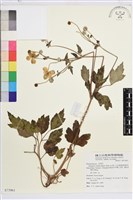 藏品(小白頭翁、野棉花)的圖片