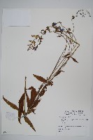藏品()的圖片