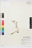 藏品(水毛茛)的圖片