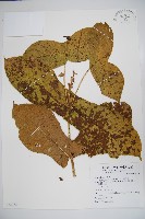 藏品(穿心蓮子藨)的圖片