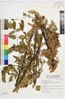 藏品(升麻)的圖片