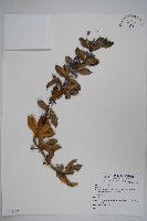 藏品(粉葉小檗)的圖片