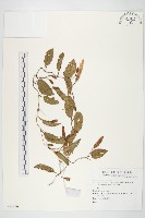 藏品()的圖片