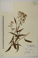 藏品()的圖片
