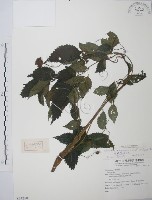 藏品(長梗盤花麻)的圖片