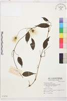 藏品(曲柄鐵線蓮)的圖片