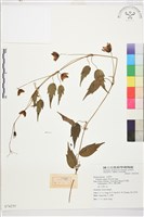 藏品(曲柄鐵線蓮)的圖片