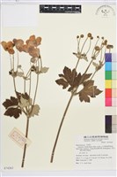 藏品(小白頭翁、野棉花)的圖片