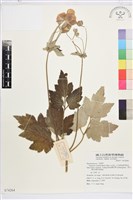 藏品(小白頭翁、野棉花)的圖片