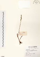 藏品(綬草)的圖片