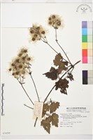 藏品(長花鐵線蓮)的圖片