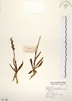 藏品(綬草)的圖片