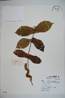 藏品(穿心蓮子藨)的圖片