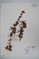 藏品(川西小檗)的圖片