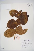 藏品(穿心蓮子藨)的圖片