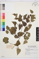 藏品(合柄鐵線蓮)的圖片