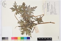 藏品(瓜葉烏頭)的圖片