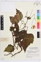 藏品(小白頭翁、野棉花)的圖片