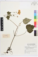 藏品(小白頭翁、野棉花)的圖片