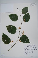 藏品(闊葉獼猴桃)的圖片