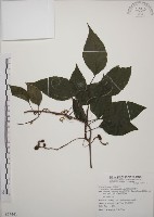 藏品(阿里山五味子)的圖片