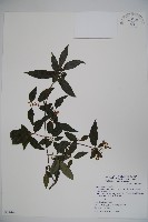 藏品(狹葉莢迷)的圖片