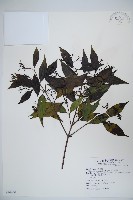 藏品(玉山糯米樹、狹葉糯米樹)的圖片