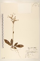 藏品(刀傷草)的圖片