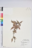 藏品(鞍馬山越橘)的圖片