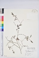 藏品(毛蕊花)的圖片