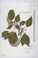 藏品(燈臺樹)的圖片