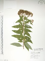 藏品(臺灣繡線菊)的圖片