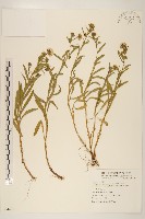 藏品(玉山飛蓬)的圖片