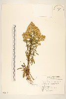 藏品(一枝黃花)的圖片