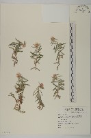 藏品(玉山抱莖籟簫)的圖片