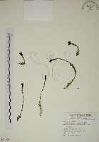 藏品(阿里山龍膽)的圖片