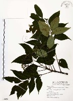 藏品(賊仔樹)的圖片