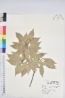 藏品(子彈石櫟、柯)的圖片