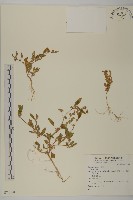 藏品(鹿皮斑木薑子)的圖片