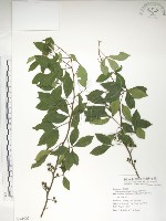 藏品(飛龍掌血)的圖片