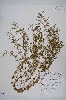 藏品(蓮子草)的圖片