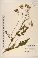 藏品(黃花三七草)的圖片