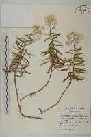 藏品(玉山抱莖籟簫)的圖片