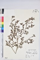 藏品(毛蕊花)的圖片