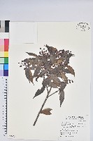 藏品(珍珠花、長尾葉越橘)的圖片