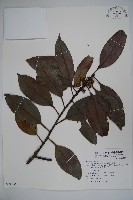 藏品(雪山冬青)的圖片