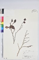 藏品(日本扁枝越桔)的圖片